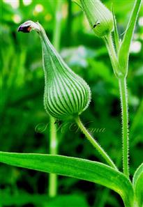  Calyx